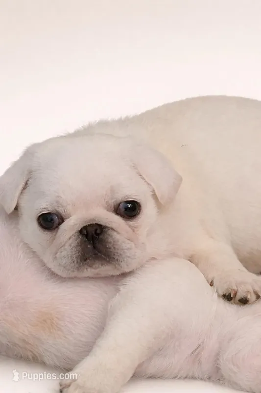 Blizzard – Pug puppy for sale in Grand Rapids, MN