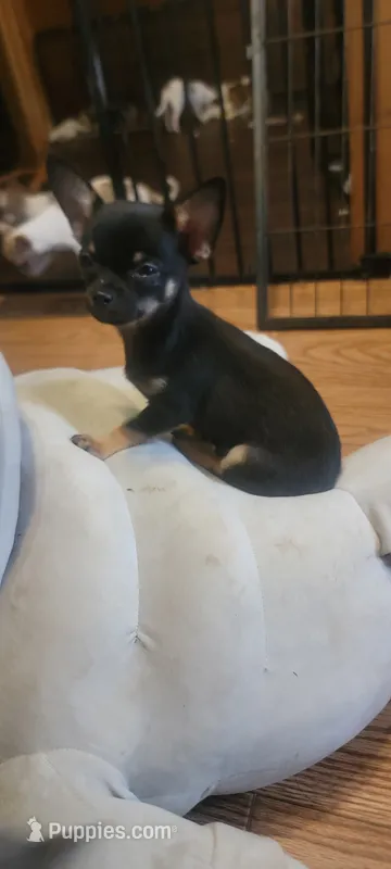 Robert – Chihuahua puppy for sale in Grand Rapids, MN