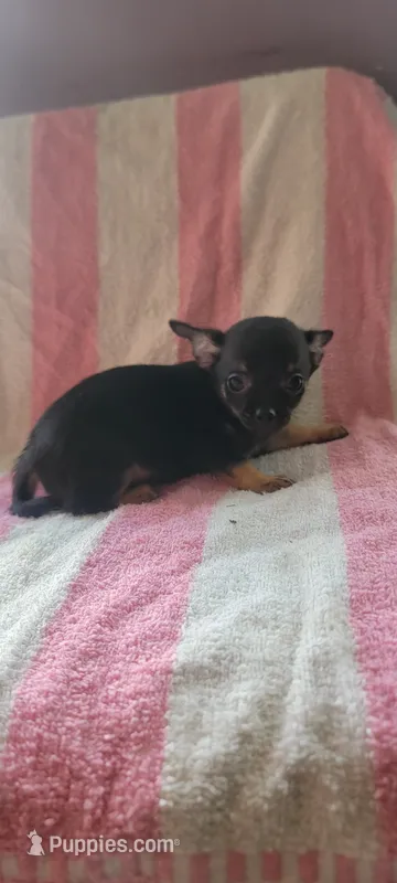 Robert – Chihuahua puppy for sale in Grand Rapids, MN