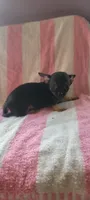 Robert, a male Chihuahua for sale in Grand Rapids, MN – 1 of 4