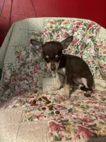 Gertie, a female Chihuahua for sale in Grand Rapids, MN – 1 of 1
