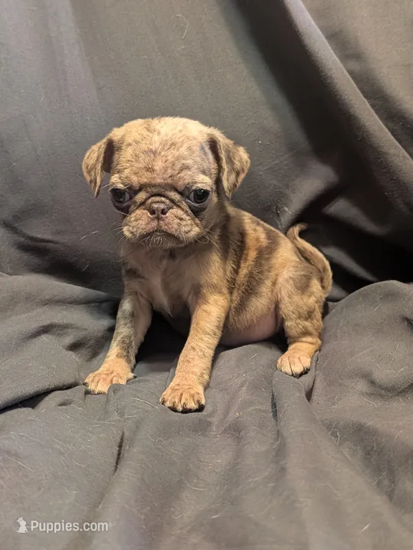 Hershey – Pug puppy for sale in Grand Rapids, MN