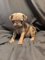 Hershey, a female Pug for sale in Grand Rapids, MN – 1 of 4