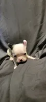 Roger, a male Boston Terrier for sale in Grand Rapids, MN – 2 of 5