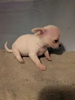 Snowball, a male Chihuahua for sale in Grand Rapids, MN – 4 of 4