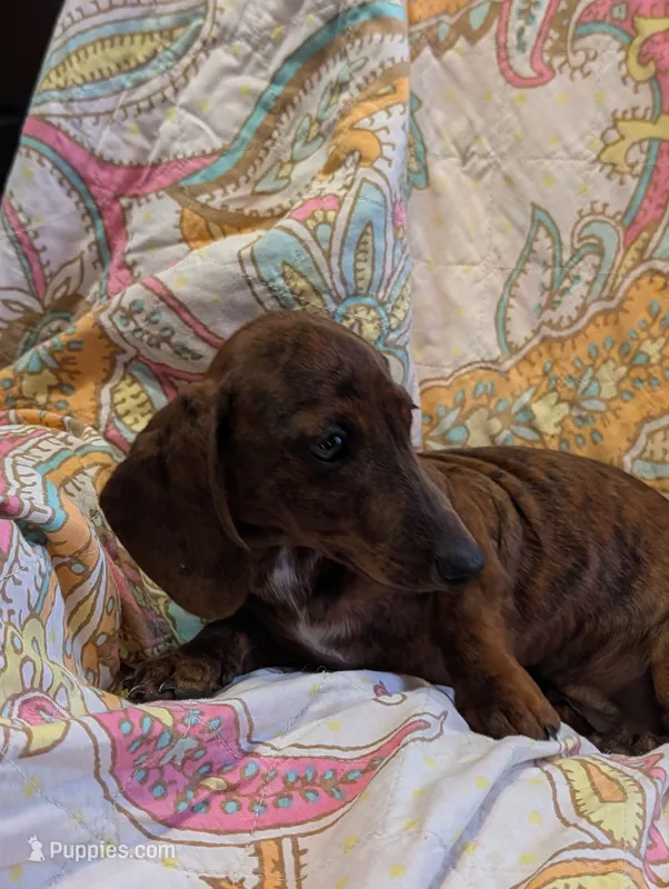 Snake dog – Miniature Dachshund puppy for sale in Grand Rapids, MN