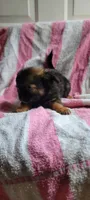 Henry, a male Pomchi for sale in Grand Rapids, MN – 3 of 3