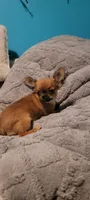 Rico, a male Chihuahua for sale in Grand Rapids, MN – Photo 4 of 7