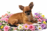 Rico, a male Chihuahua for sale in Grand Rapids, MN – Photo 1 of 7