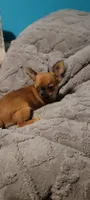 Rico, a male Chihuahua for sale in Grand Rapids, MN – Photo 3 of 7