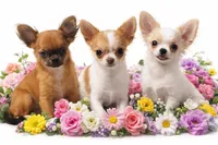 Rico, a male Chihuahua for sale in Grand Rapids, MN – Photo 2 of 7