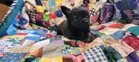 Cliff, a male Chihuahua for sale in Grand Rapids, MN – 4 of 7