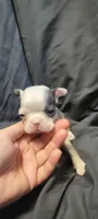 Blake, a male Boston Terrier for sale in Grand Rapids, MN – 2 of 3
