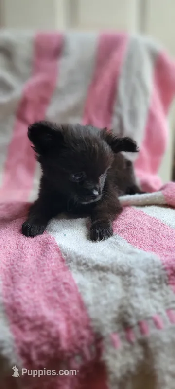 Bob – Pomchi puppy for sale in Grand Rapids, MN