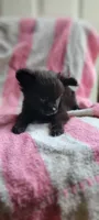 Bob, a male Pomchi for sale in Grand Rapids, MN – 1 of 5