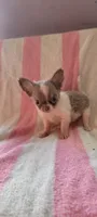 Tiny Squirt, a male Chihuahua for sale in Grand Rapids, MN – 3 of 4