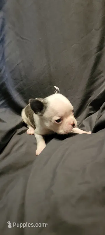 Roger – Boston Terrier puppy for sale in Grand Rapids, MN