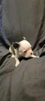 Roger, a male Boston Terrier for sale in Grand Rapids, MN – 1 of 5