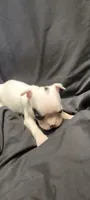 Spirit, a male Boston Terrier for sale in Grand Rapids, MN – 4 of 5