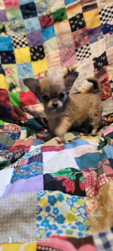 Nanni – Chihuahua puppy for sale in Grand Rapids, MN