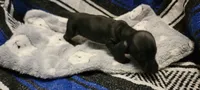 Sneaky boy, a male Miniature Dachshund for sale in Grand Rapids, MN – 3 of 4
