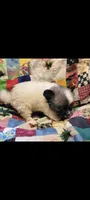 Puff, a male Chihuahua for sale in Grand Rapids, MN – 4 of 8