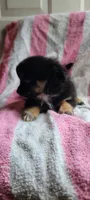 Timid timmy, a male Pomchi for sale in Grand Rapids, MN – 1 of 4