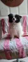 Moocow, a male Pomeranian for sale in Grand Rapids, MN – 4 of 4