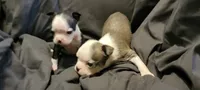 Mismatch , a female Boston Terrier for sale in Grand Rapids, MN – 7 of 7