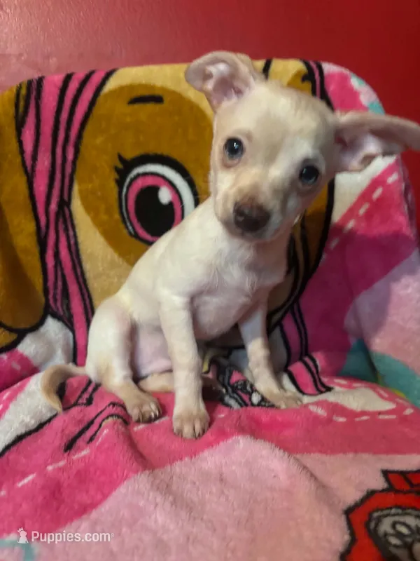 Ron, a male Chihuahua for sale in Grand Rapids, MN – 1 of 3