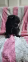 Mittens, a female Pomchi for sale in Grand Rapids, MN – 2 of 5