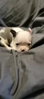 Roger, a male Boston Terrier for sale in Grand Rapids, MN – 4 of 5