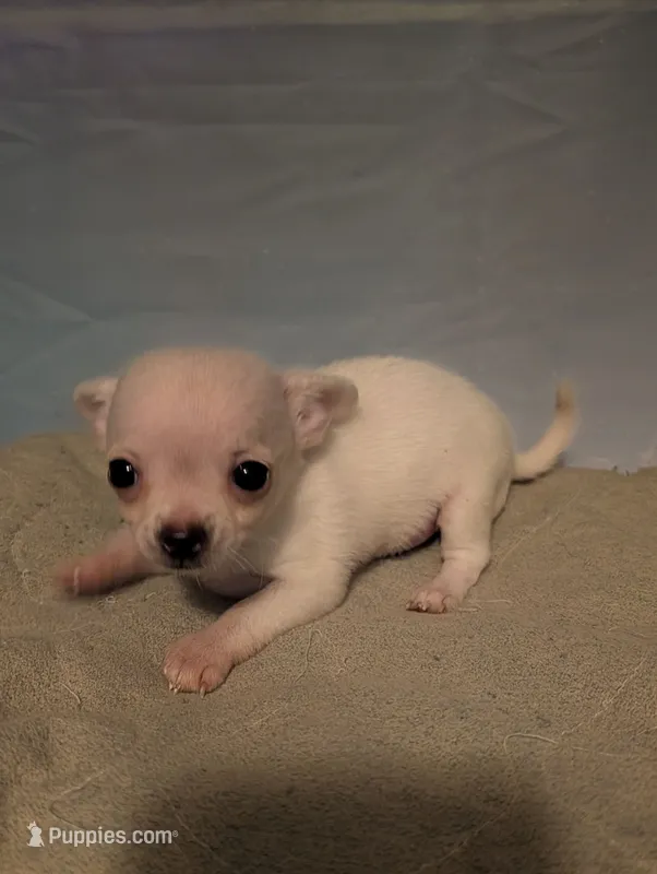 Snowball, a male Chihuahua for sale in Grand Rapids, MN – 1 of 4