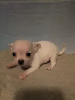 Snowball, a male Chihuahua for sale in Grand Rapids, MN – 1 of 4