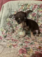 Boy George, a male Chihuahua for sale in Grand Rapids, MN – 2 of 2