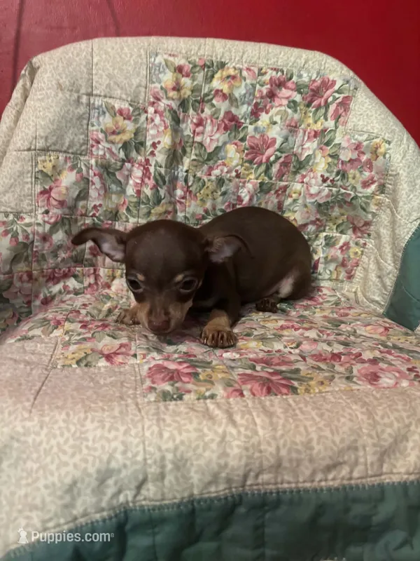 Boy George – Chihuahua puppy for sale in Grand Rapids, MN