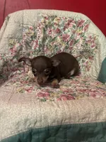 Boy George, a male Chihuahua for sale in Grand Rapids, MN – 1 of 2