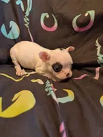 Spirit, a male Boston Terrier for sale in Grand Rapids, MN – 9 of 10