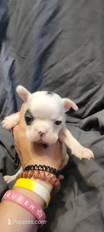 Spirit – Boston Terrier puppy for sale in Grand Rapids, MN