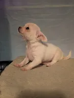 Snowball, a male Chihuahua for sale in Grand Rapids, MN – 2 of 4