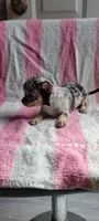 Alice, a female Chihuahua for sale in Grand Rapids, MN – 3 of 5