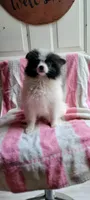 Moocow, a male Pomeranian for sale in Grand Rapids, MN – 3 of 4