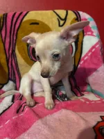 Ron, a male Chihuahua for sale in Grand Rapids, MN – 2 of 3