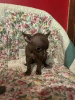Guy, a male Chihuahua for sale in Grand Rapids, MN – 2 of 2