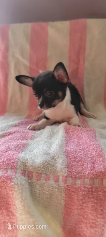 Hatter – Chihuahua puppy for sale in Grand Rapids, MN