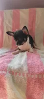 Hatter, a male Chihuahua for sale in Grand Rapids, MN – 1 of 3