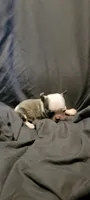 Buck, a male Boston Terrier for sale in Grand Rapids, MN – 5 of 5