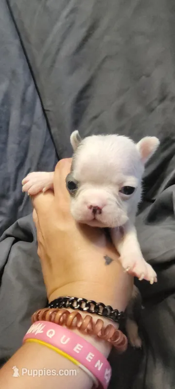 Duke – Boston Terrier puppy for sale in Grand Rapids, MN