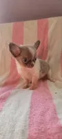 Tiny Squirt, a male Chihuahua for sale in Grand Rapids, MN – 4 of 4