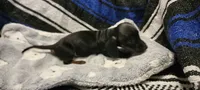 Sneaky boy, a male Miniature Dachshund for sale in Grand Rapids, MN – 4 of 4